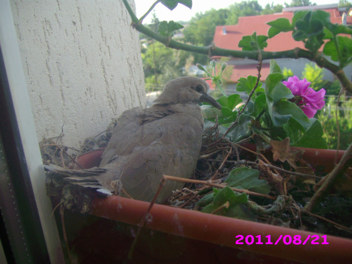 IMG_8763 - flori 2011