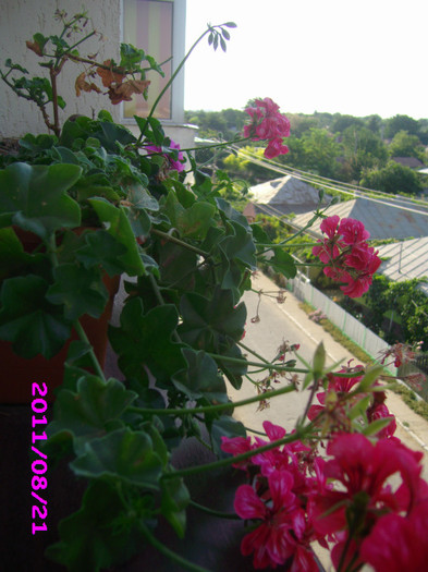 IMG_8764 - flori 2011
