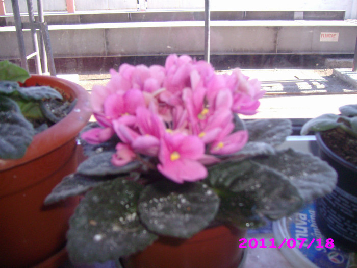 IMG_8731 - flori de la serviciu