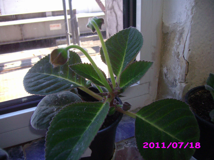 IMG_8732 - flori de la serviciu