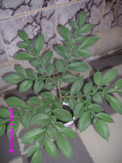 IMG_8734 - flori de la serviciu