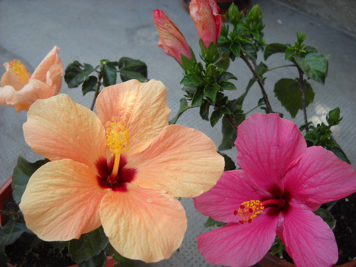 23.08.011 am inflorit - HIBISCUS- 2011