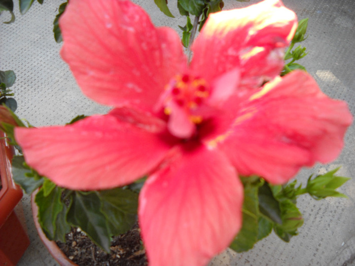 23.08.011 am inflorit - HIBISCUS- 2011