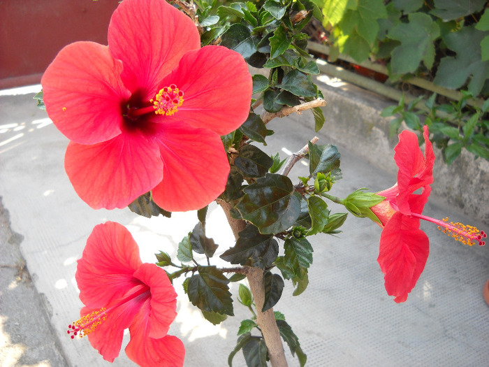 24.08.011 am inflorit-Pierdut - HIBISCUS- 2011