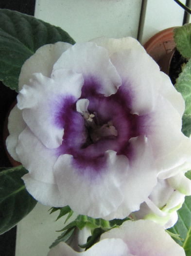 IMG_6443 - gloxinia 2011