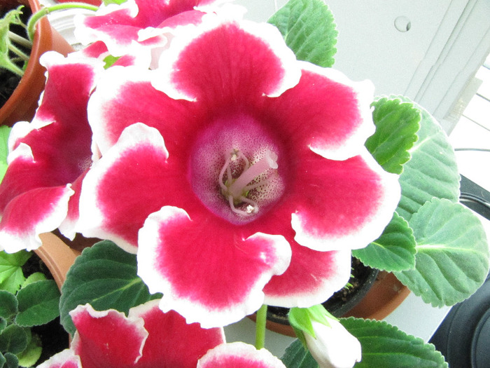 IMG_6436 - gloxinia 2011