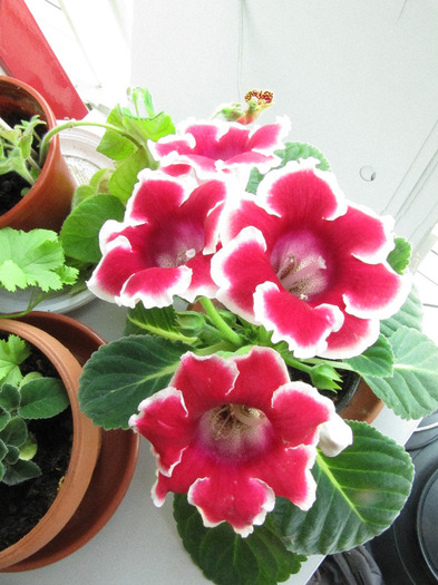 IMG_6437 - gloxinia 2011