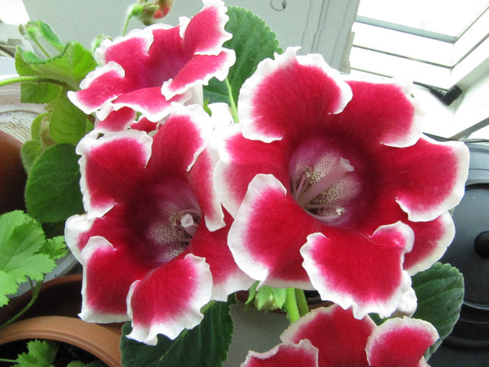 IMG_6438 - gloxinia 2011