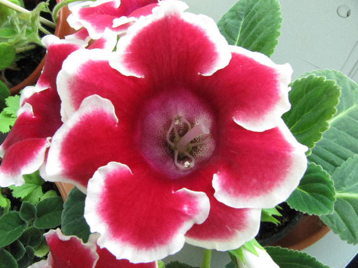 IMG_6439 - gloxinia 2011