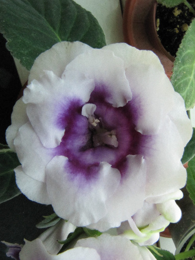 IMG_6440 - gloxinia 2011