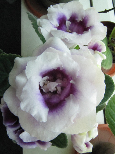 IMG_6441 - gloxinia 2011