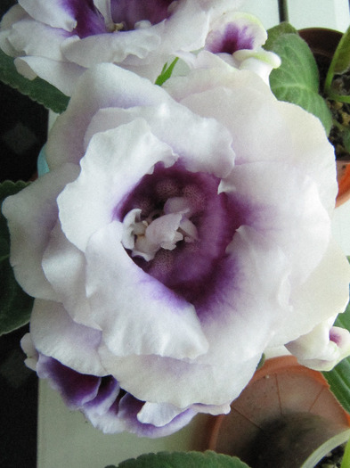 IMG_6442 - gloxinia 2011