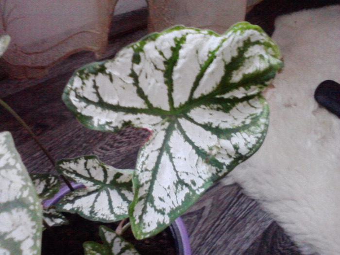 P240811_09.38_[04] - caladium