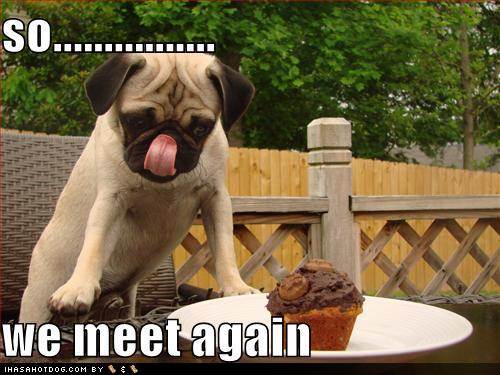 funny-dog-pictures-dog-and-delicious-dessert-meet-again1