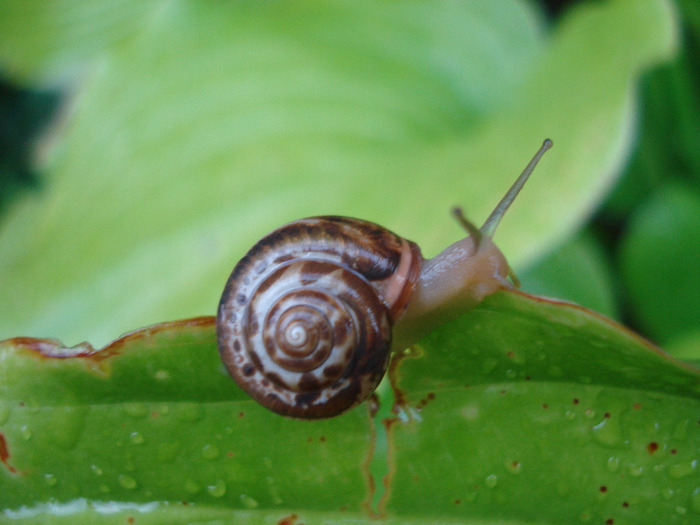 Garden Snail_Melc (2011, Aug.18) - 08 Garden in August