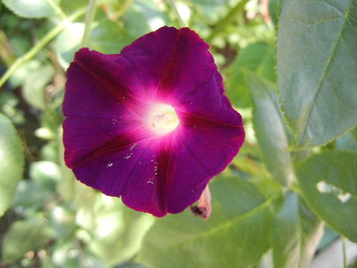 Morning Glory_Ipomoea (2011, Aug.24) - ZORELE Ipomoea