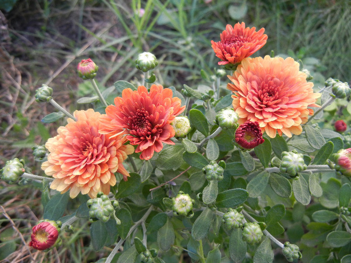 Orange Chrysanthemum (2011, Aug.22) - Orange Chrysanthemum