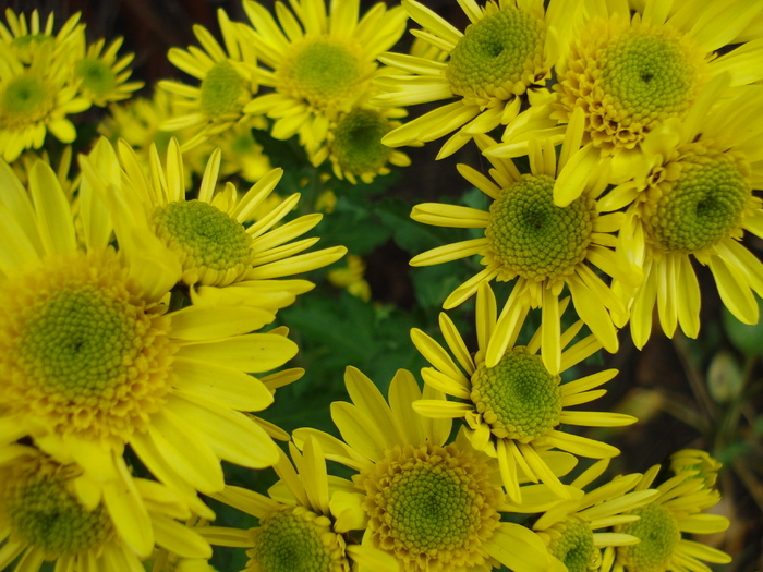 Yellow chrysanthemum, 12nov2009