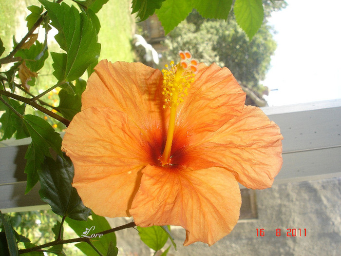 DSC03278 - hibiscus 2011