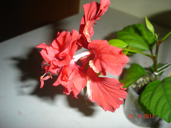 DSC03294 - hibiscus 2011