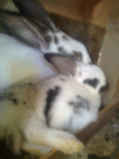 dragoste de mama - iepuri-comuni 2011