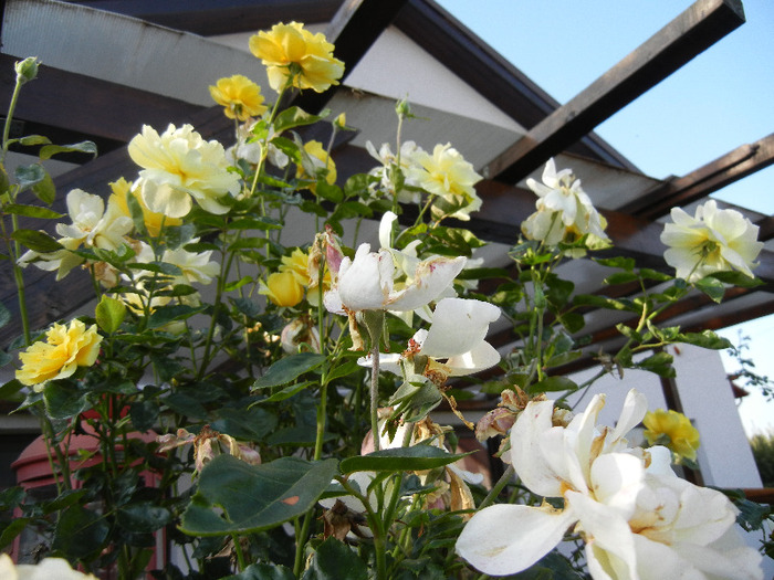 Rose Golden Showers (2011, August 24)