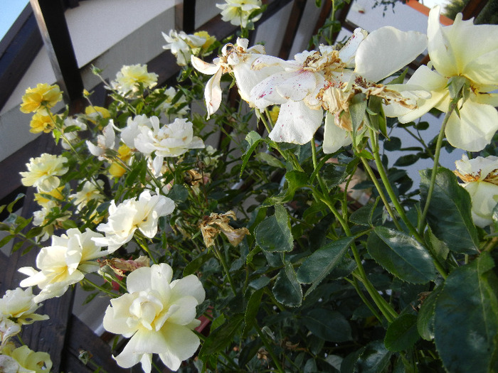 Rose Golden Showers (2011, August 24)