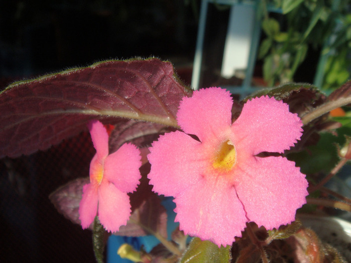 DSC02852 - Episcia