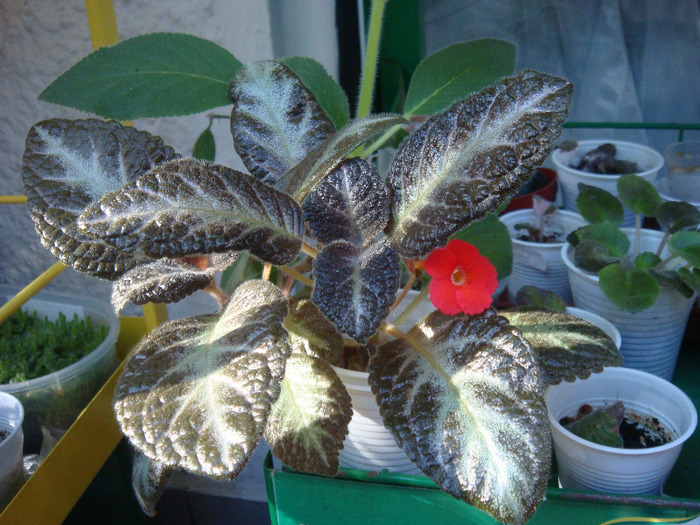 DSC02953 - Episcia