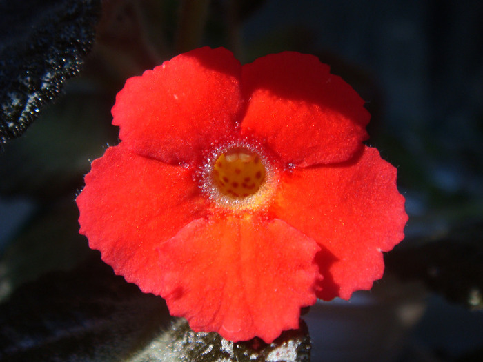 DSC02956 - Episcia