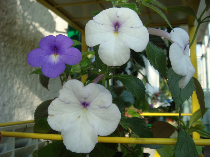 DSC02853 - Achimenes