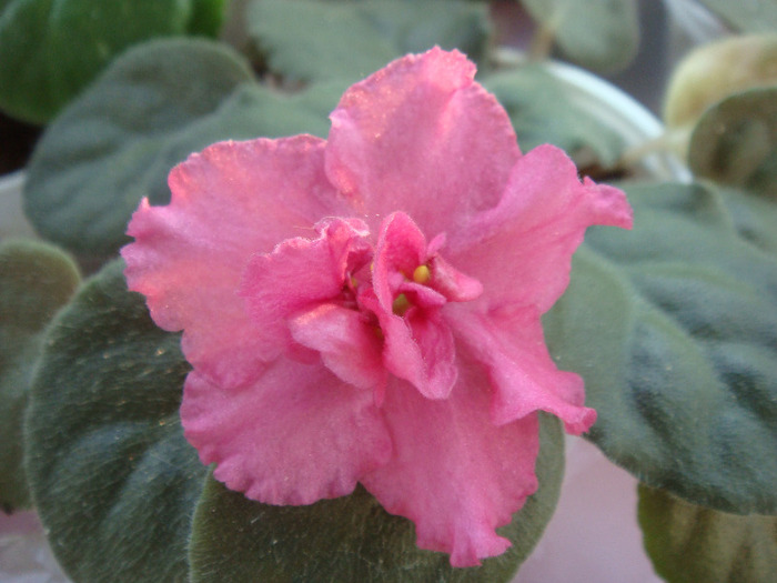 Alamo Flame - Violete