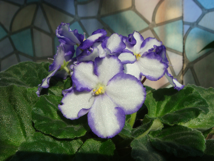 DSC02871 - Violete