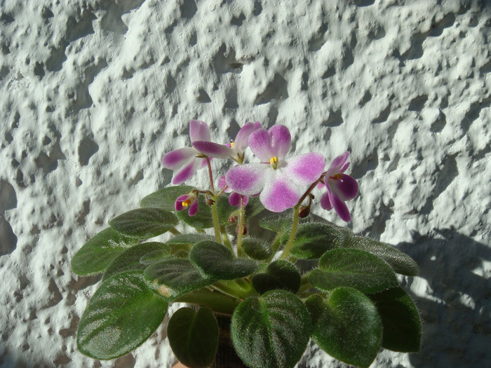 Morgan's Declan Duff - Violete