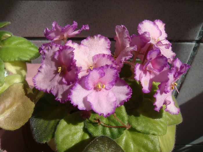 Luminescence - Violete