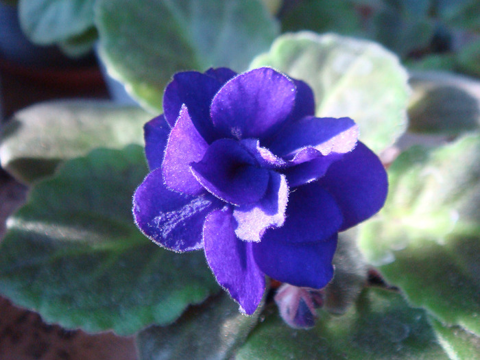 Magic Night (Ru) - Violete