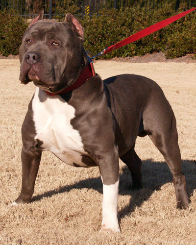 blue_pitbull_swag1