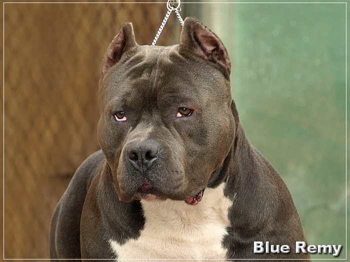 Blue-Pitbull