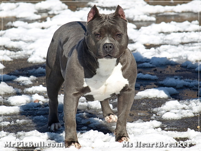 Blue-Razor-Edge-Pitbull - z-poze caini tip bull