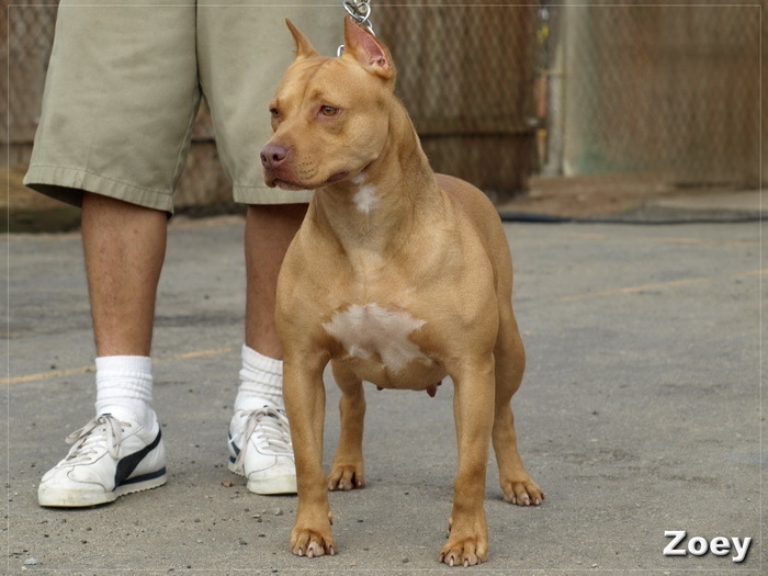 Champion-Red-Nose-Pitbull