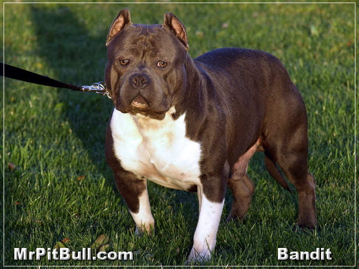 Pitbull-Wallpaper - z-poze caini tip bull