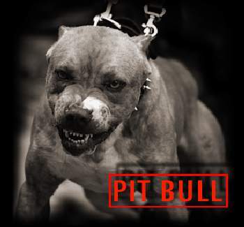 pitbull