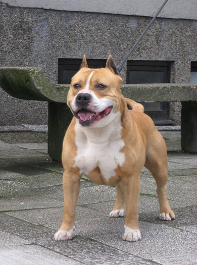 amstaff3