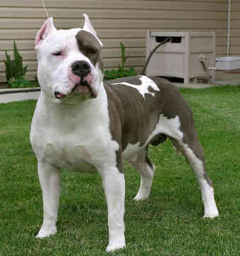 amstaff4