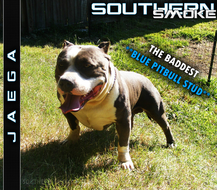 baddest-pitbull_stud_