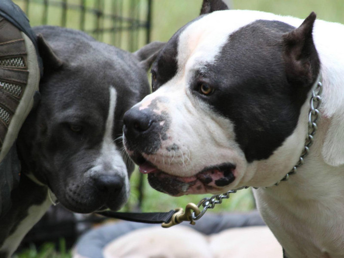 black_white_pitbulls