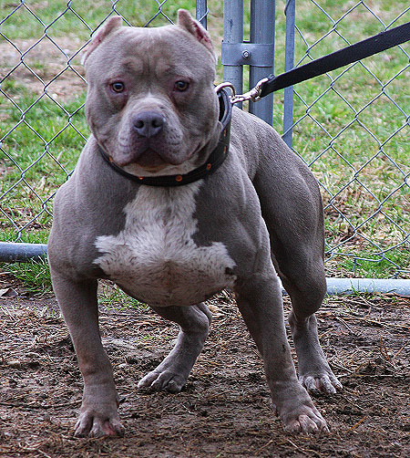 capone-pitbull-5