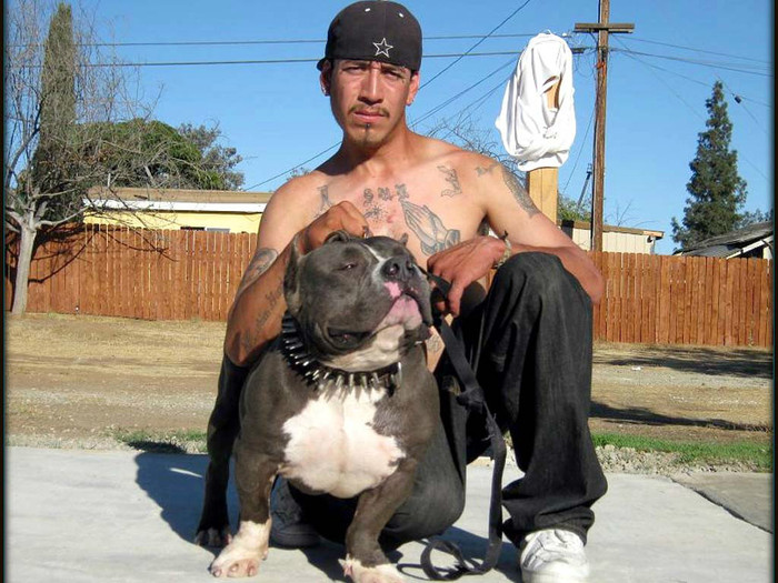 pit_bull_in_the_hood