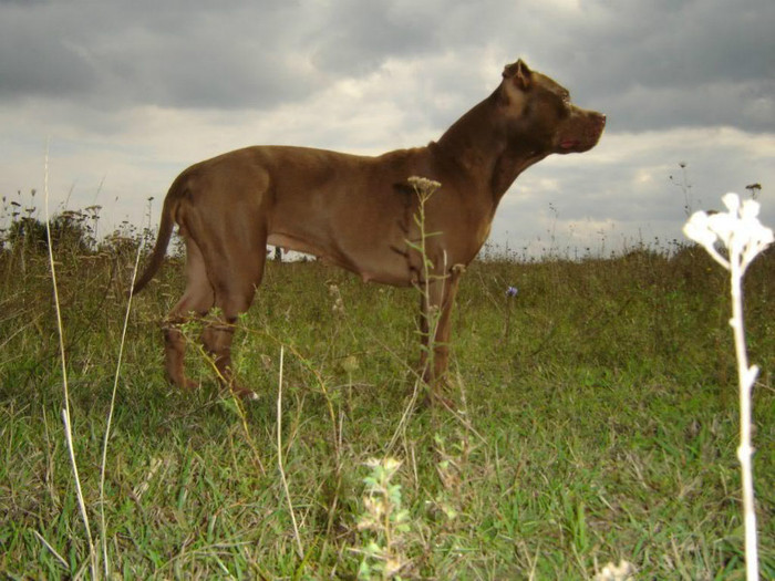 pit_bull_terrier_wallpaper