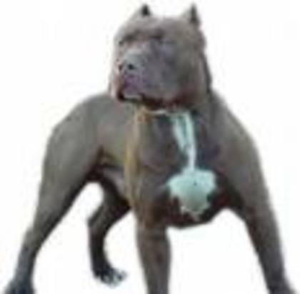 pitbull6